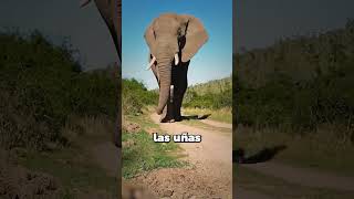 WHAT HAPPENS IF THEY DON'T CLEAN THE ELEPHANTS' FEET?