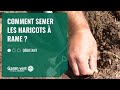 Tuto comment semer les haricots  rames    jardinerie gamm vert