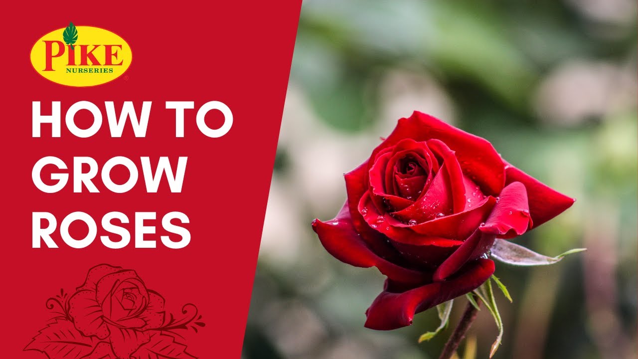 How to Grow Roses YouTube