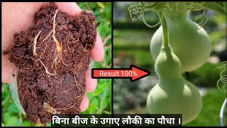 Airlayering Bottle Gourd plant // कटिंग से उगाए लोकी का पौधा  केवल 7 दिन में ।