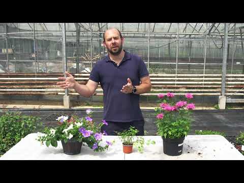 Videó: Egynyári növények a kertben – Ismerje meg az egynyári kerti növényeket