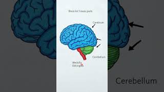 Human Brain Explained 🔥 | Class 10 Biology | #BiologyShorts#BoardExam2026#NCERTBiology#viralshorts
