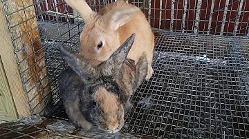 Rabbit Breeding, The perfect fall off.