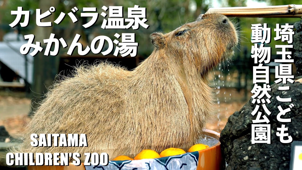 【カピバラ温泉】みかんの湯(埼玉県こども動物自然公園)[Capybara Hot Springs] Orange Hot Springs(Saitama Children's Zoo)