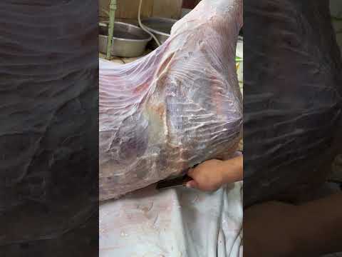 شرح تفاصيل تخطيط اللحم شغل معلمين اضخم بقره كيفيه سلخ عجل البقري علي بياض اقوي نقش جلد بكل