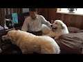 お父さんが出かけそうなので徹底マークするルンルンとアラン Great Pyrenees グレートピレニーズ