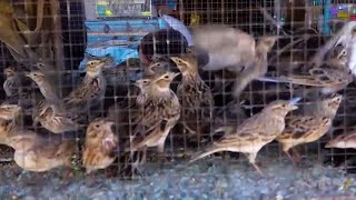 Birds seller Interesting talks with Hamayon Afghan / صحبت های جالب پرنده فروش با همایون افغان