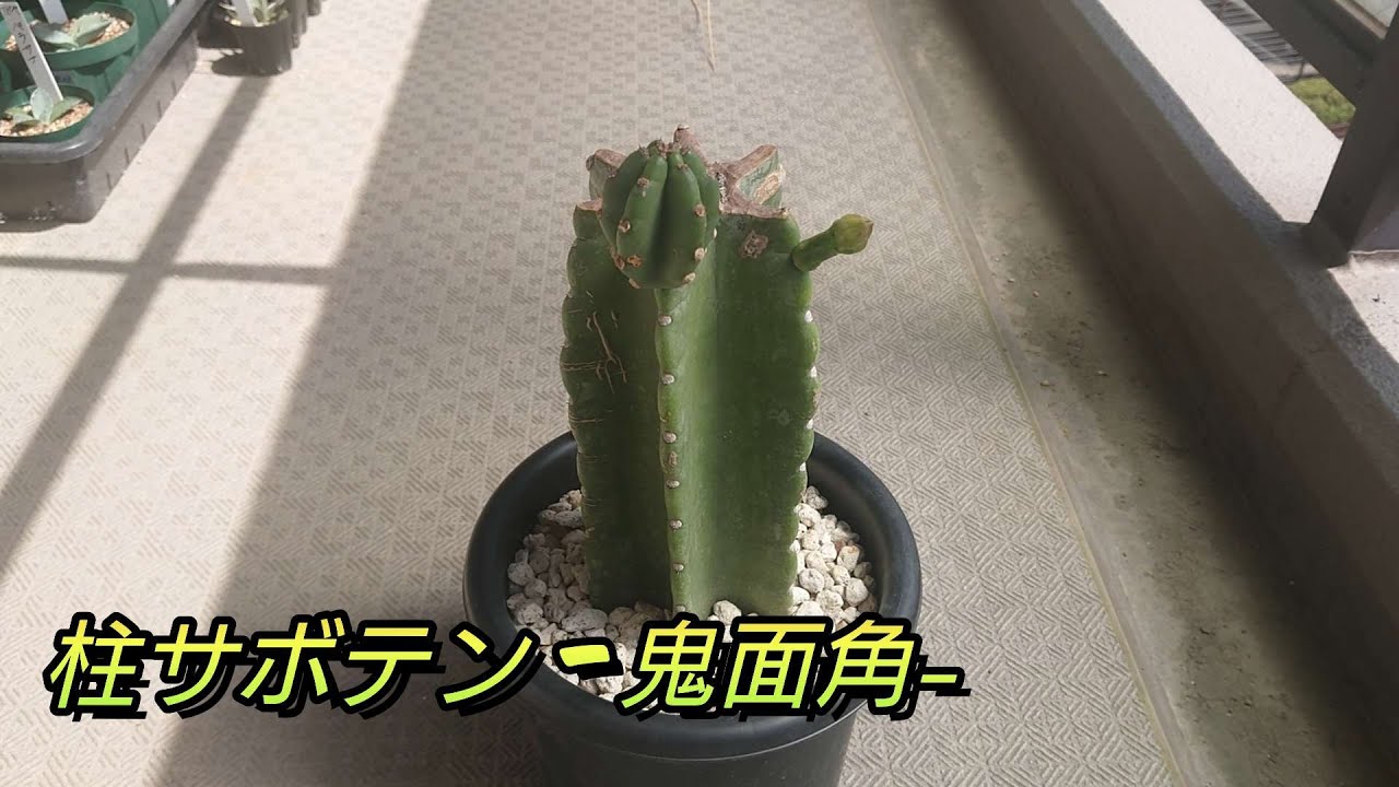 柱サボテン 鬼面角 蕾 とうとう我が家の鬼面角に花が咲く Youtube