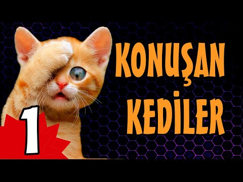 Konuşan Kediler 1 - Komik Kedi Videoları