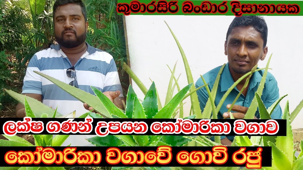 කෝමාරිකා වගාවෙන් මාසෙට ලක්ශ තුනක් හොයන හැටි - Obtaining Aloe Vera  Market