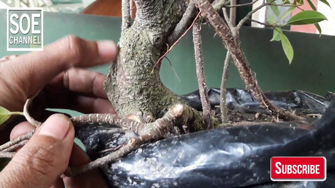 Membentuk Karakter Batang Bonsai Agar Terkesan Tua | Doovi