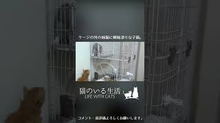 ケージの外の姉猫に興味津々な子猫。 #Shorts