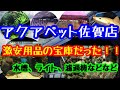 アクアペット佐賀店に行ってきました！アロワナ達がセール中だった！！