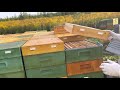 Как быстро отобрать мёд у пчёл