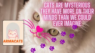 Cats are mysterious, they have more on their minds than we could ever imagine by ArmaCats 18 views 1 month ago 7 minutes, 3 seconds