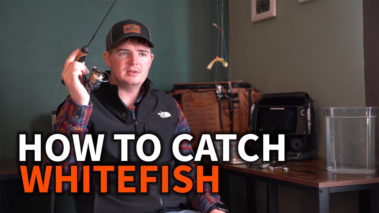 Script Whitefish How To Catch WhiteFish: Technique, Lures, Line Weight - Everything You ...