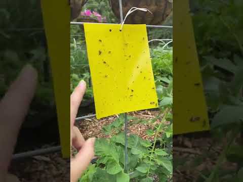 Video: Groene tuinbug. Een foto. Hoe zich te ontdoen van een plaag?