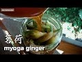 庭で、ミョウガを採り、甘酢漬けを作る｜Japanese ginger.