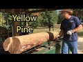 Milling deadfall pine logs on circle sawmill