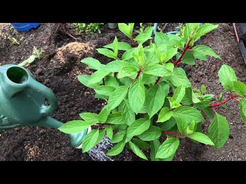 Video: Hortenzijas 3. zonas dārziem: kopšana par hortenzijām aukstā klimatā
