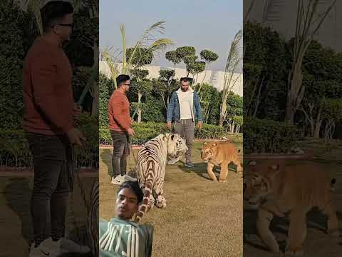 Les Meilleurs Jeux Red Tiger sur Trixino