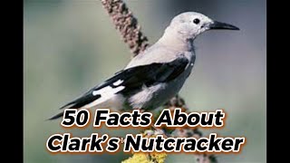 50 Facts About Clark’s Nutcracker.