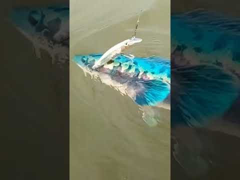 Ikan TOMAN Paling