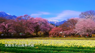 Yamataka Jindai Zakura, the oldest cherry tree in Japan, is in full bloom. by Japan Travel Walk 17,239 views 1 month ago 9 minutes, 17 seconds