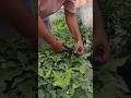 Chaurai, Brinjal & Garlic Harvesting | Fresh Organic Vegetables from Garden