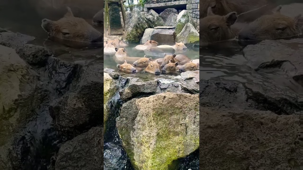 capybara hot spring🥱😪