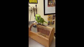 This Bird Is Possessed By The Devil. It's The Only Explanation.