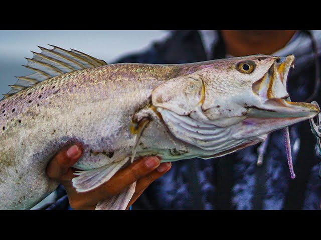 NEW Lure Catches BIG Speckled Trout & Improves The Fishery