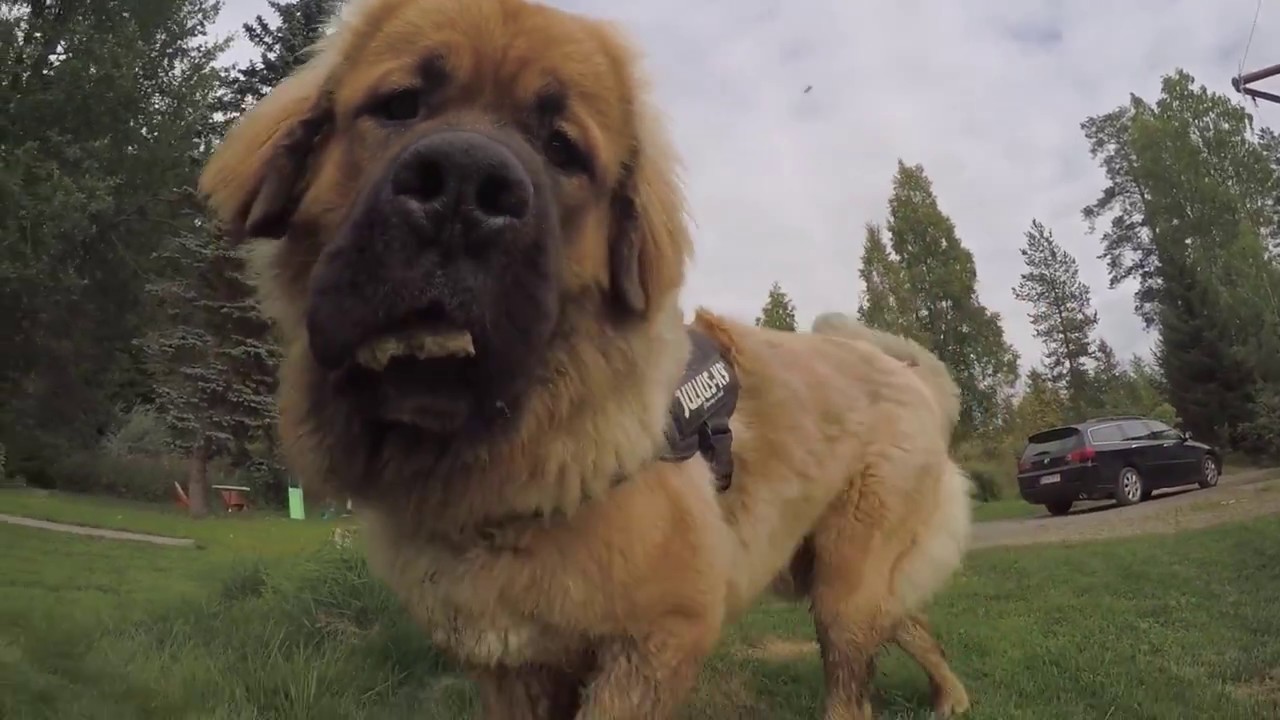 newfoundland mastiff dog