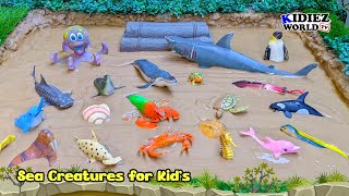 Sea Creatures for Kids Muddy Adventure: Big Shark Meets Friends! | Kidiez World TV