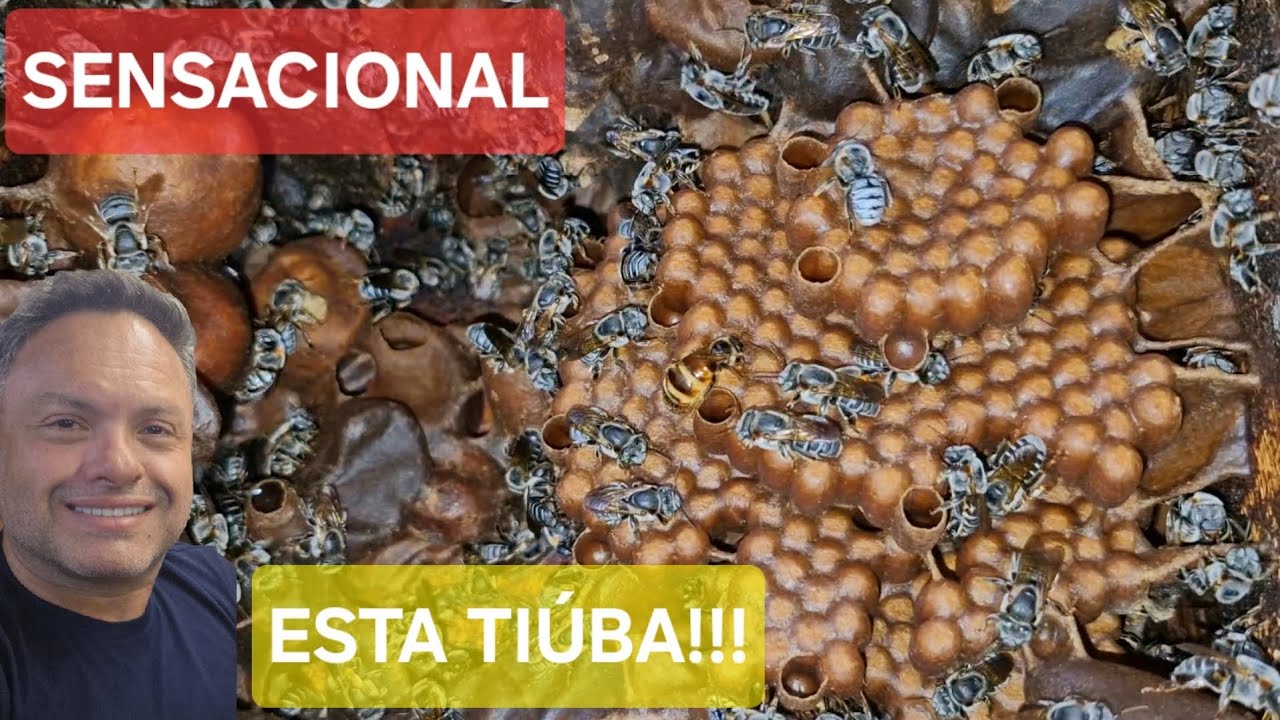 IMPRESSIONANTE o desenvolvimento das TIÚBAS de 50 reais!!! + Revisão de caixas filhas...