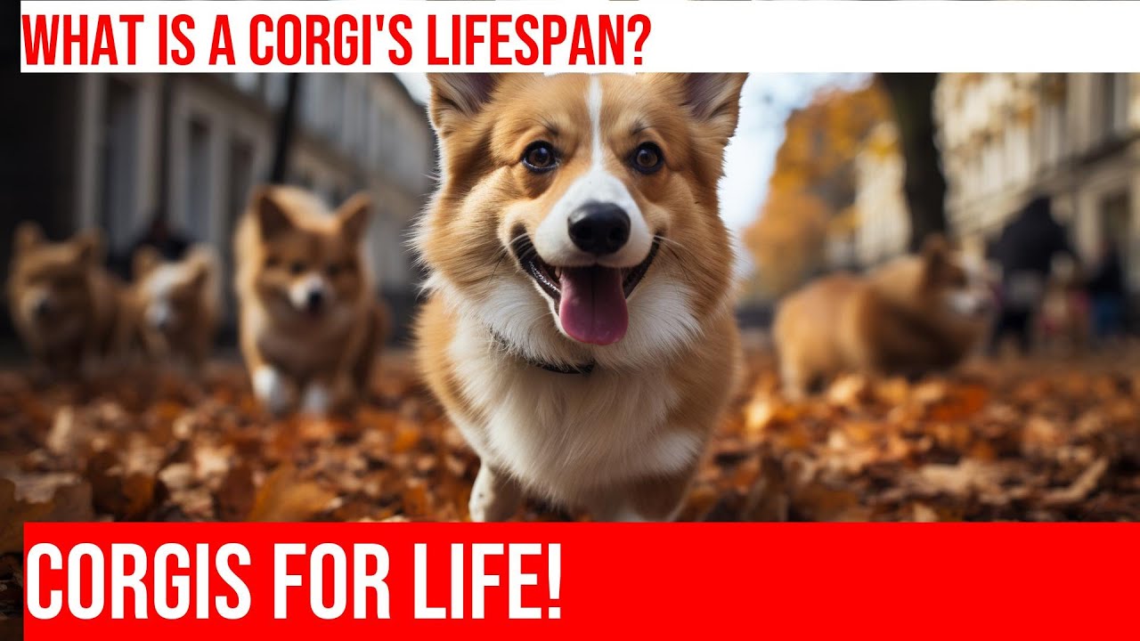 Inspiring How Long Does A Corgi Live Images
