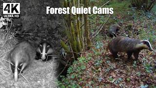 What Badgers Do When Nobody Is Watching… Their Secret Forest Life | 4K Wildlife