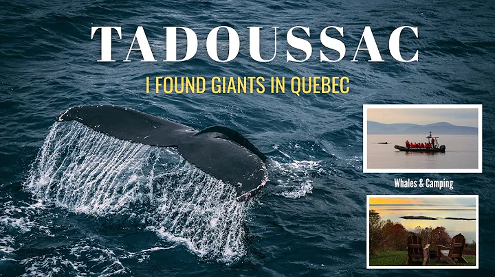 The Ultimate Whale Watching Guide to Tadoussac Quebec Canada 🇨🇦 Camping with Whales #whales #travel