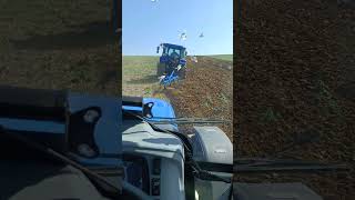 Newhollandlar Nadasta