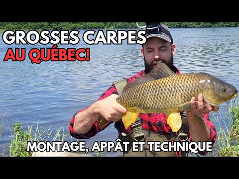 Pêche à la grosse carpe au Québec!