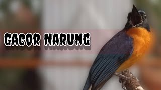 Tledekan gunung Gacor narung pancingan agar emosi bongkar isian