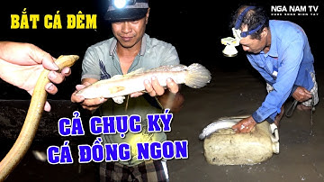 Săn Bắt Cá Đêm Khuya Toàn Cá Lóc Khủng, Cá Rô, Cá Trê, Bắt Lươn Nấu Cháo Đã Thèm/Fishing/NGÃ NĂM TV