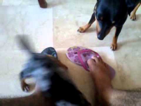 Mini Pinscher Plays With A Silver Dapple Dachshund Puppy Youtube