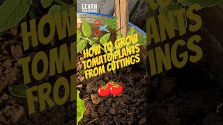 How to propagate tomato Plants using cuttings method #tomatoes #shorts