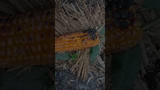 Download Lagu PERANI JAGUNG Lombok Utara MP3