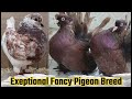 Gorgeous  colorful fancy pigeon fair 12