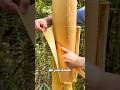 Do you know how cinnamon is harvested?#us #konwledge