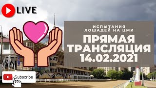 14.02.2021. Прямая трансляция с ЦМИ. Призер против Памфлета.