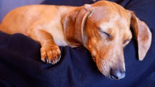 Meet Mia the Mini Dachshund by Remi the Mini Dachshund 109,869 views 3 years ago 3 minutes, 25 seconds