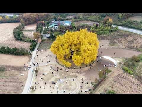 [4K]11월의 반계리 은행나무(4k/Bangye-ri Ginkgo in November_DJI Mavic 2)